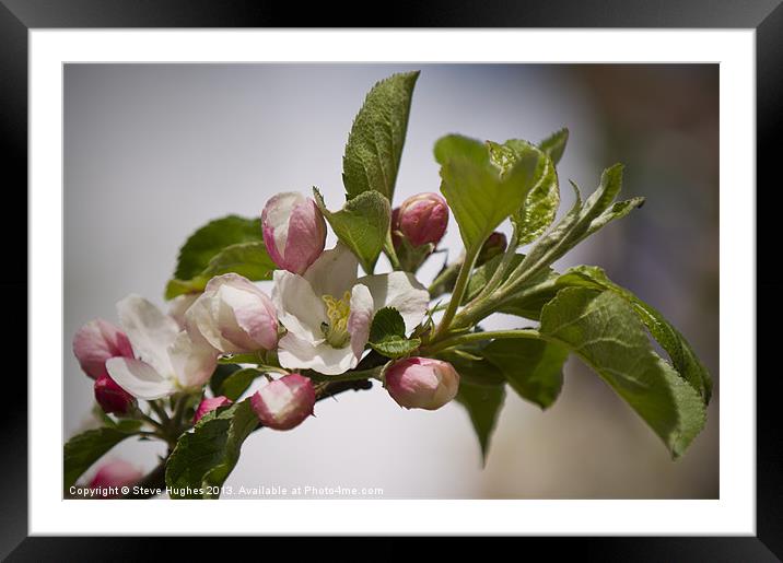 Granny Smith would be proud Framed Mounted Print by Steve Hughes