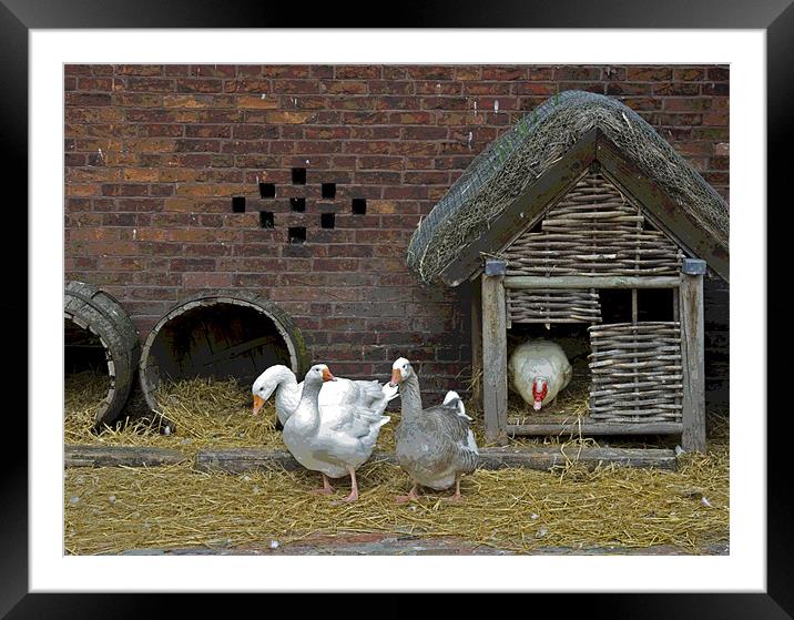 Ye olde farmyard Framed Mounted Print by Dave Holt