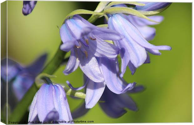 Blue Bells Canvas Print by Mark Cake