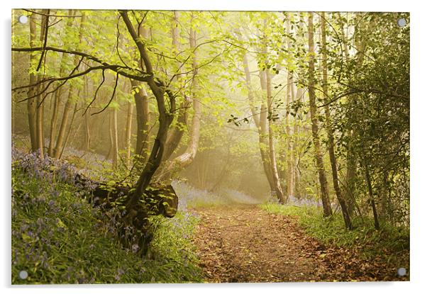 Walk through the Bluebell woods Acrylic by Dawn Cox