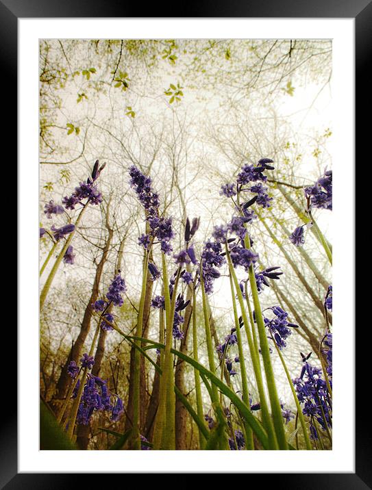 Reach for the Sky. Framed Mounted Print by Dawn Cox