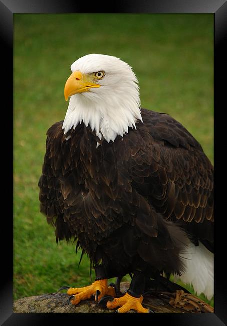American Bald Eagle Framed Print by Mark McDermott