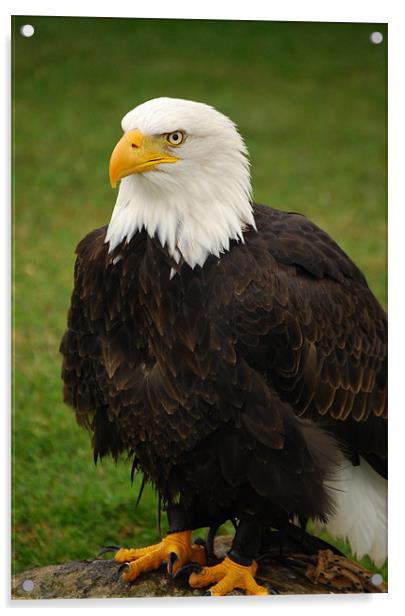 American Bald Eagle Acrylic by Mark McDermott