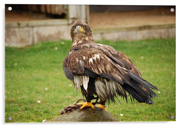 Young Sea Eagle Acrylic by Mark McDermott