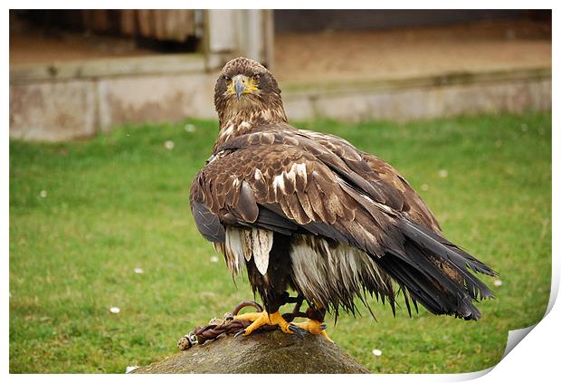 Young Sea Eagle Print by Mark McDermott