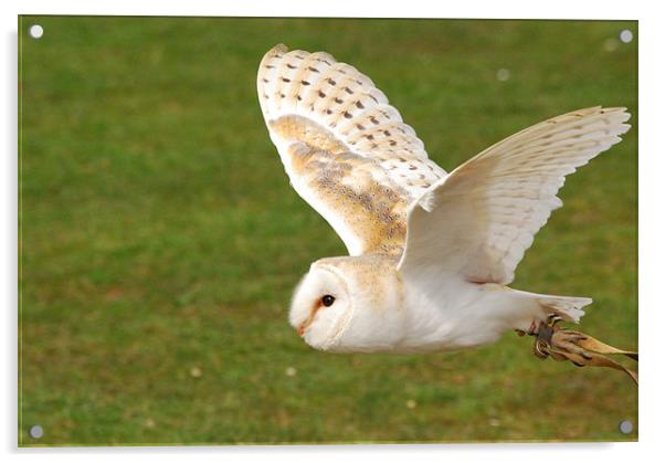 Barn Owl Flight Acrylic by Mark McDermott