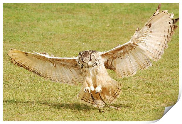 Eagle Owl Landing Print by Mark McDermott