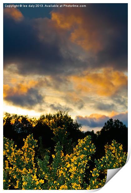 Gorse evening. Print by Lee Daly