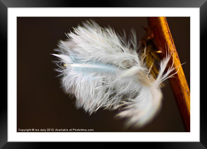 feather bush Framed Mounted Print by Lee Daly