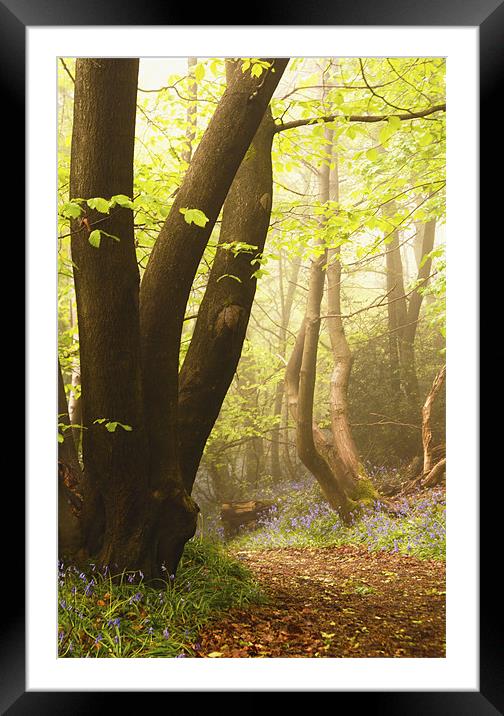 In the shadow of the tree Framed Mounted Print by Dawn Cox