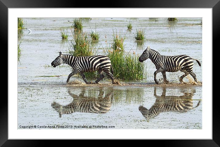 Zebra Crossing Kenya Framed Mounted Print by Carole-Anne Fooks