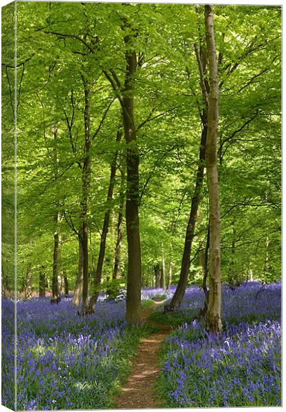 Bluebell Wood  Canvas Print by Diana Mower