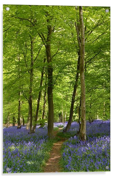 Bluebell Wood  Acrylic by Diana Mower