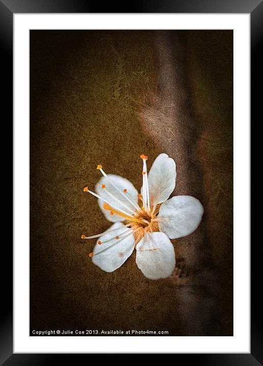 Beautiful Blossom Framed Mounted Print by Julie Coe