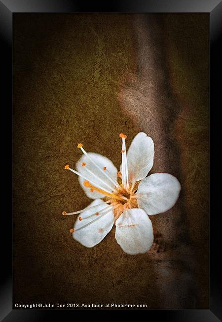 Beautiful Blossom Framed Print by Julie Coe