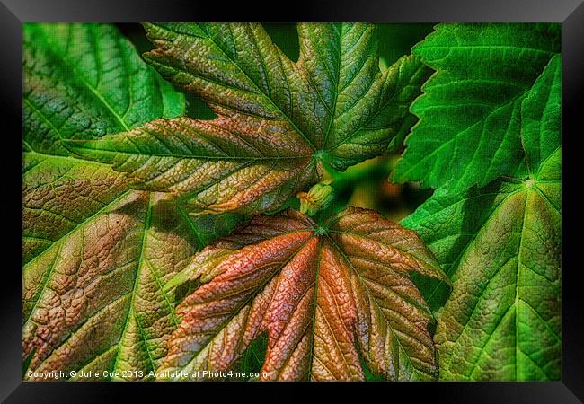 Leaves Framed Print by Julie Coe