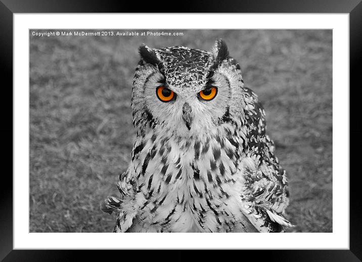 Bright Eyed Eagle Owl Framed Mounted Print by Mark McDermott