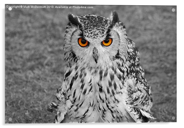 Bright Eyed Eagle Owl Acrylic by Mark McDermott