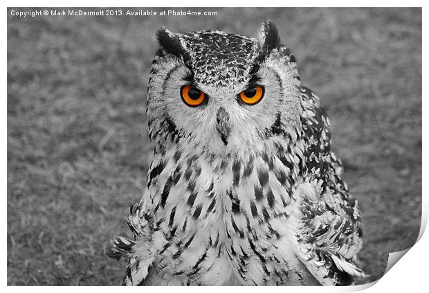 Bright Eyed Eagle Owl Print by Mark McDermott