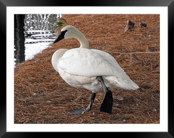 Swan lake in real Framed Mounted Print by Jutta Klassen