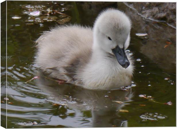 Not an ugly duckling! Canvas Print by sharon bennett