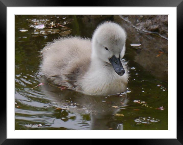 Not an ugly duckling! Framed Mounted Print by sharon bennett