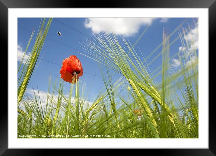 Flying on the poppies Framed Mounted Print by Chiara Cattaruzzi