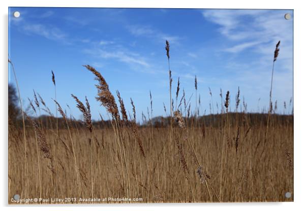 Serenity on Hickling Broad Acrylic by Digitalshot Photography
