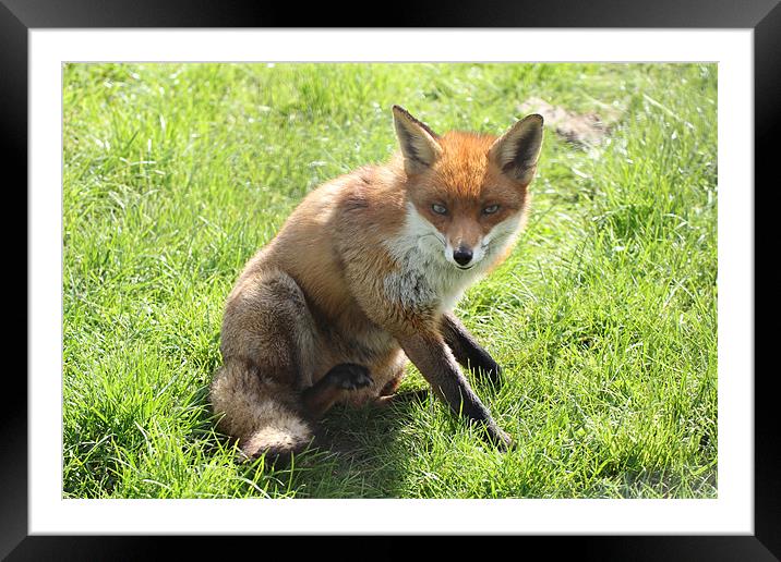 cute fox Framed Mounted Print by Martyn Bennett