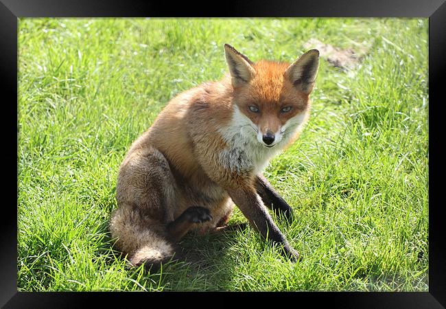 cute fox Framed Print by Martyn Bennett
