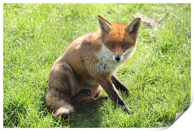 cute fox Print by Martyn Bennett