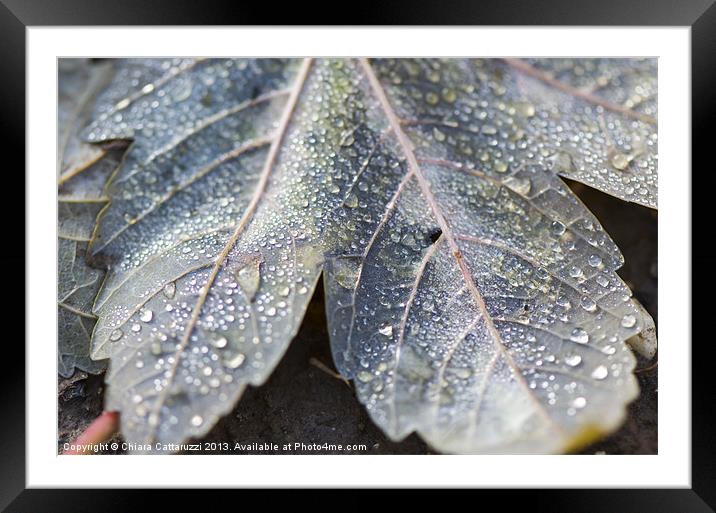 Colors on the leaf Framed Mounted Print by Chiara Cattaruzzi