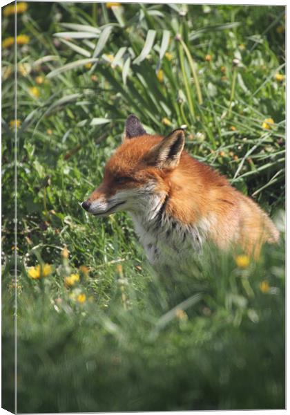 fox in the undergrowth Canvas Print by Martyn Bennett