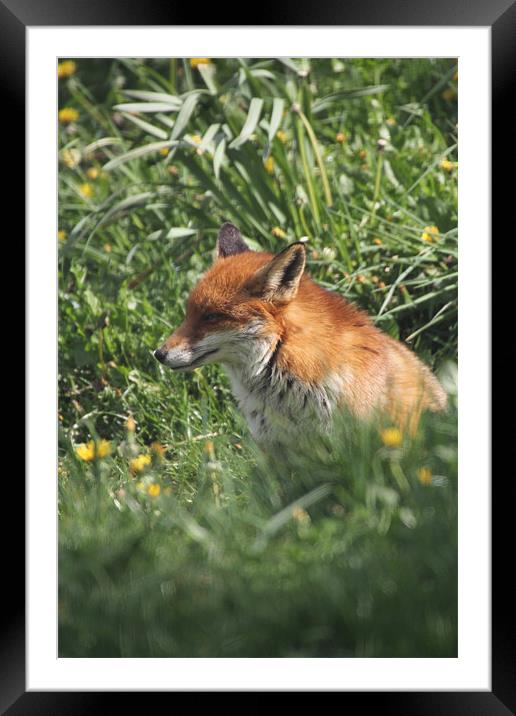 fox in the undergrowth Framed Mounted Print by Martyn Bennett