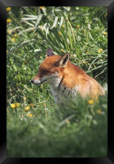 fox in the undergrowth Framed Print by Martyn Bennett
