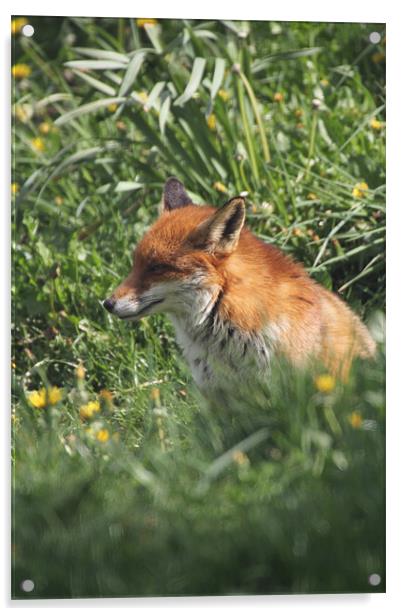 fox in the undergrowth Acrylic by Martyn Bennett