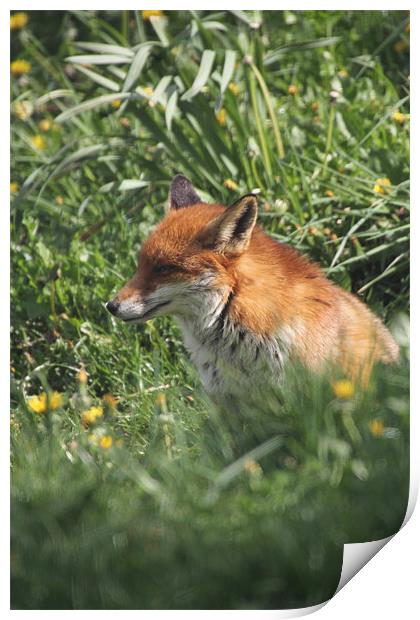 fox in the undergrowth Print by Martyn Bennett