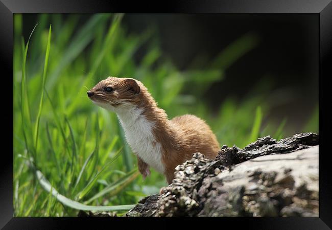 weasel Framed Print by Martyn Bennett