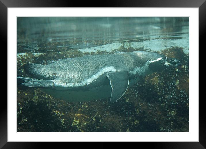 swimming penguin Framed Mounted Print by Martyn Bennett