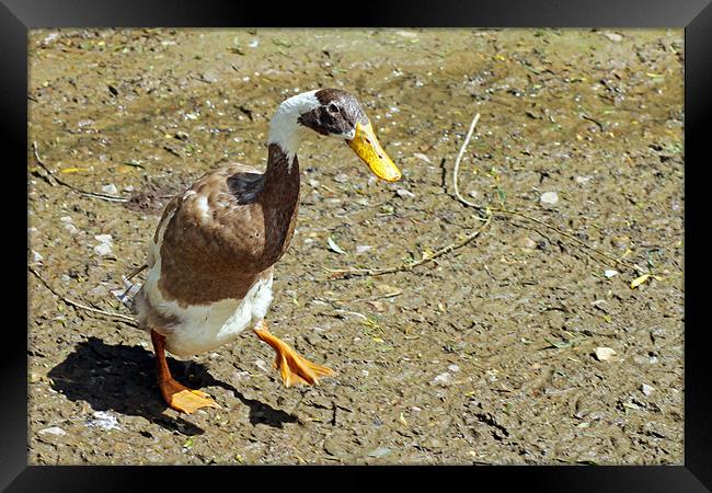 India running duck Framed Print by Tony Murtagh