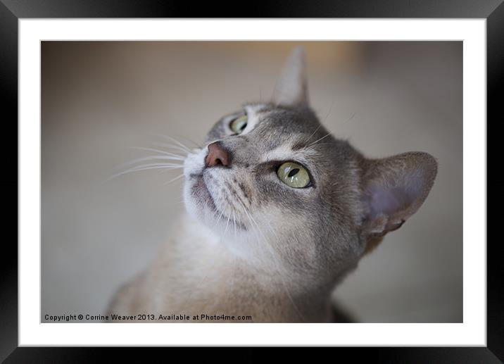 Waiting for a treat ! Framed Mounted Print by Corrine Weaver