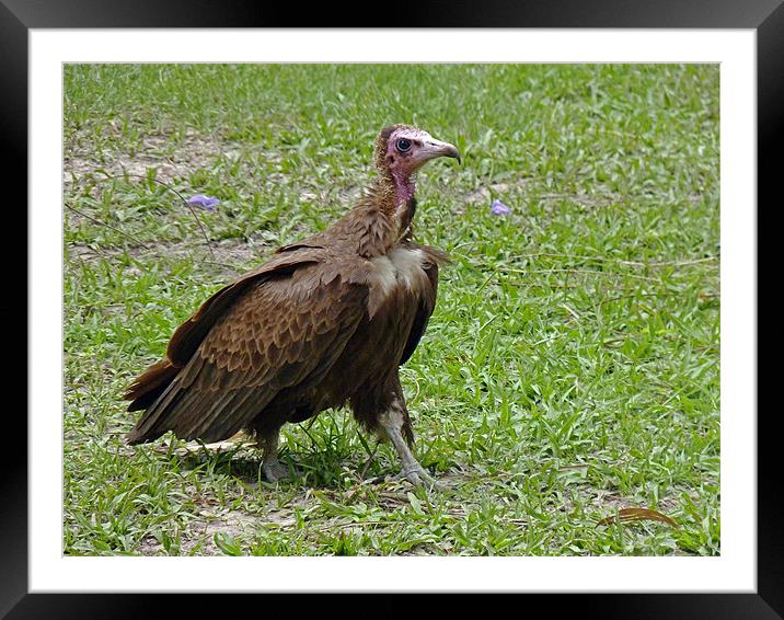 Hooded Vulture Framed Mounted Print by Tony Murtagh