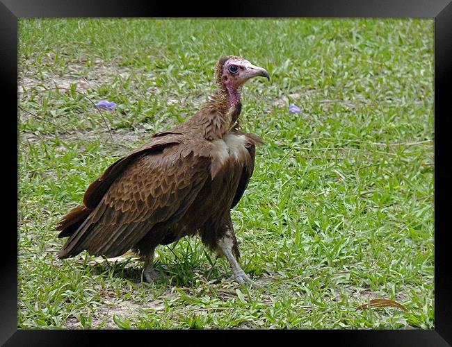 Hooded Vulture Framed Print by Tony Murtagh