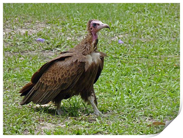 Hooded Vulture Print by Tony Murtagh