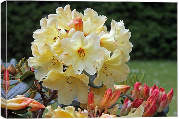Rododendron Nancy Evans Canvas Print by Tony Murtagh
