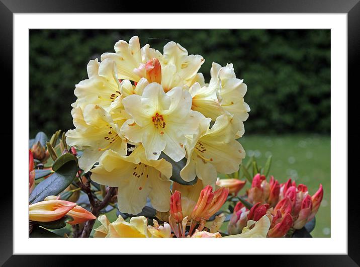 Rododendron Nancy Evans Framed Mounted Print by Tony Murtagh