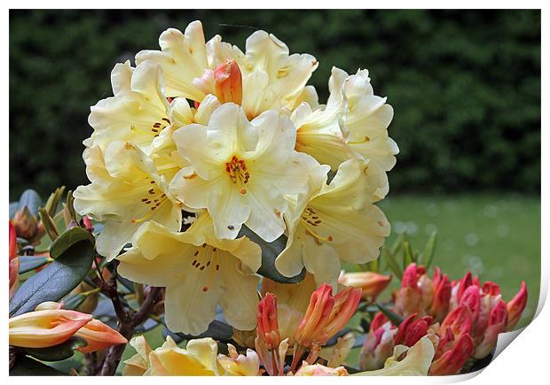 Rododendron Nancy Evans Print by Tony Murtagh