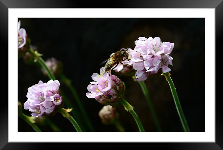 Busy Bee Framed Mounted Print by barbara walsh