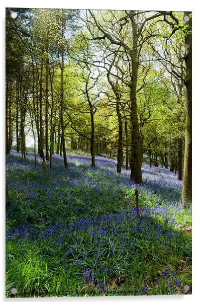Bluebell Wood Acrylic by Ann Garrett
