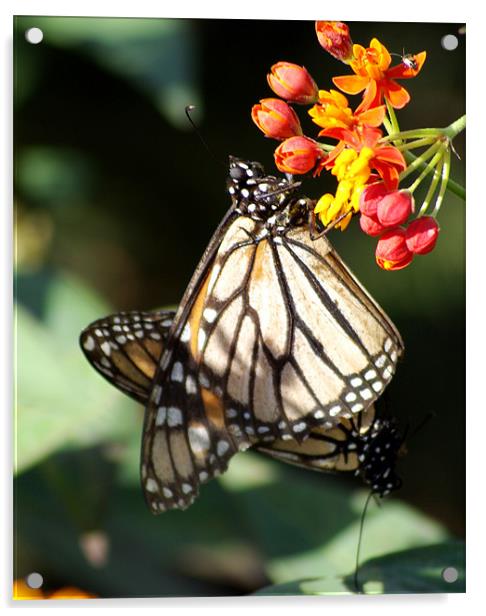 Pair of Monarchs Acrylic by Alan Pickersgill